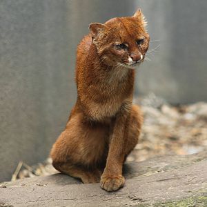 Jaguarundi - 14th June 2014