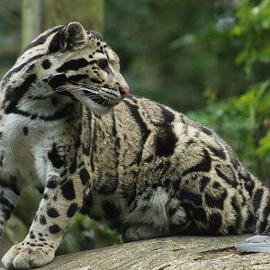 Clouded Leopard - 6th July 2014