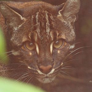 Golden Cat - 2nd August 2014