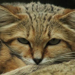 Sand Cat - 2nd August 2014