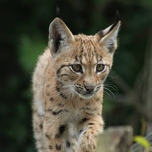 Carpathian Lynx Kitten - 12th August 2014