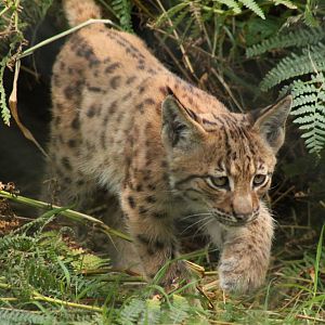 Carpathian Lynx Kitten - 17th August 2014