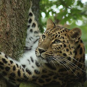 Female Amur Leopard - 24th August 2014