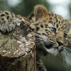 Amur Leopard Cub - 24th August