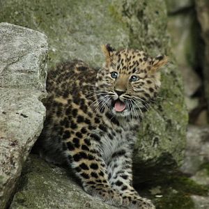 Amur Leopard Cub - 24th August