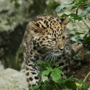 Amur Leopard Cub - 24th August