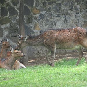 sika deer neza zoo