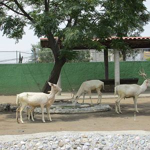 fallow deer neza zoo