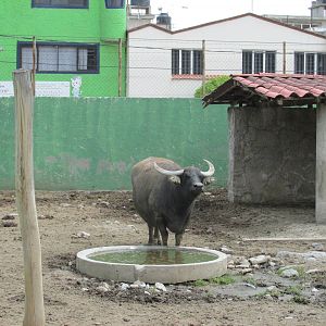 urban water buffalo neza zoo