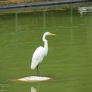 egret neza zoo