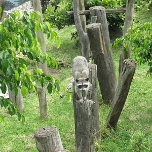 raccoon neza zoo