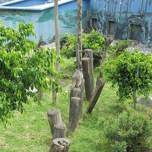 raccoon exhibit neza zoo