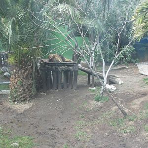 lion exhibit neza zoo