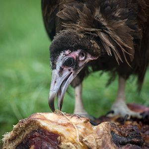 Hooded vulture : Hamerton : 31 Aug 2014