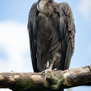 Hooded vulture : Hamerton : 31 Aug 2014