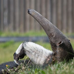 Giant anteater : Hamerton : 31 Aug 2014