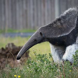 Giant anteater : Hamerton : 31 Aug 2014