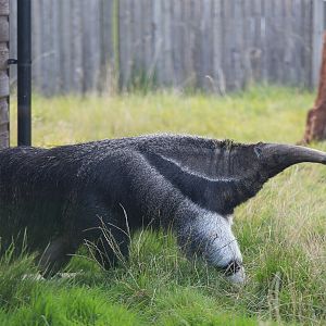 Giant anteater : Hamerton : 31 Aug 2014