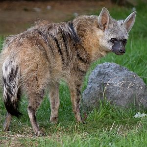 Southern aardwolf : Hamerton : 31 Aug 2014