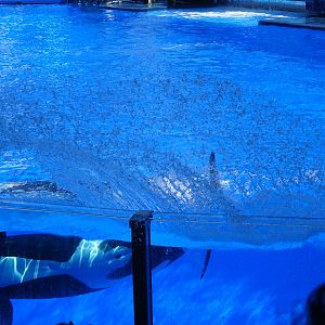 Killer Whale Creating a Splash at SeaWorld Orlando