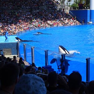 One Ocean at SeaWorld Orlando