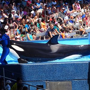 Killer Whale at SeaWorld Orlando