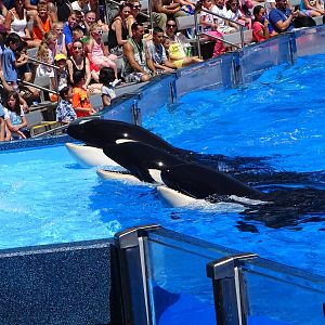 Killer Whales at SeaWorld Orlando