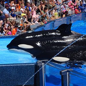 Killer Whales at SeaWorld Orlando