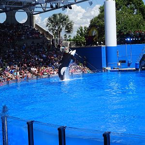 One Ocean at SeaWorld Orlando