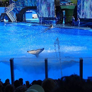 Killer Whale Splashing Spectators at SeaWorld Orlando