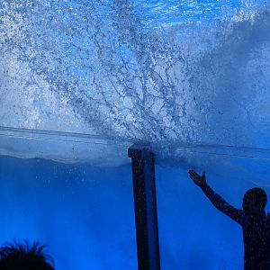 Killer Whale Creating a Splash at SeaWorld Orlando