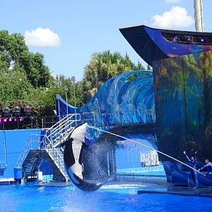 Killer Whale Leaping into the Air at SeaWorld Orlando