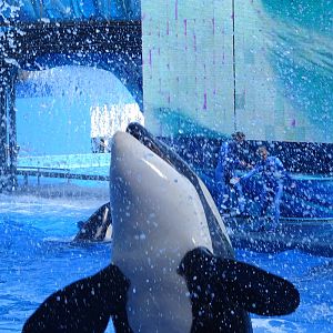 Killer Whale at SeaWorld Orlando