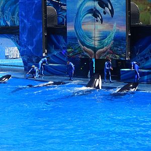 Killer Whales at SeaWorld Orlando