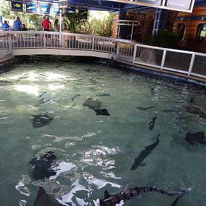 Outdoor Shark Exhibit at SeaWorld Orlando