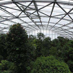 Masoala rainforest - treetops walk