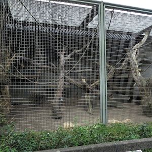Orang utan outdoor enclosure