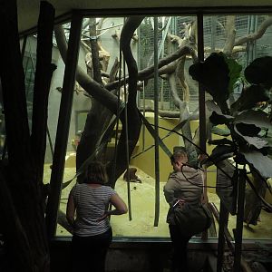 Orang Utan indoor enclosure