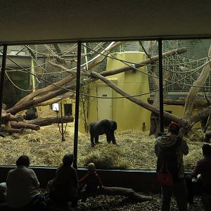 Gorilla indoor enclosure