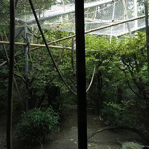 Pileated gibbon outdoor enclosure