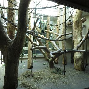 Geigy house - Spider monkey indoors