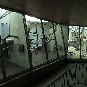 Geigy house - Gorilla indoors