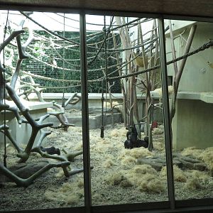 Geigy house - Gorilla indoors