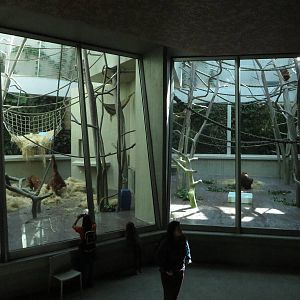 Geigy house - Orang utan indoors
