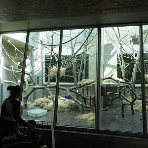 Geigy house - Orang utan indoors