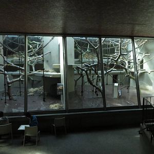 Geigy house - chimpanzee indoors