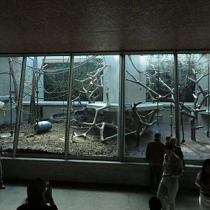 Geigy house - chimpanzee indoors