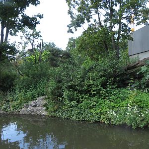 Bolivian squirrel monkey outdoors