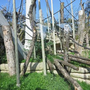 Geigy house - orang utan outdoors