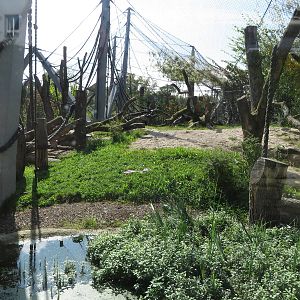 Geigy house - gorilla outdoors